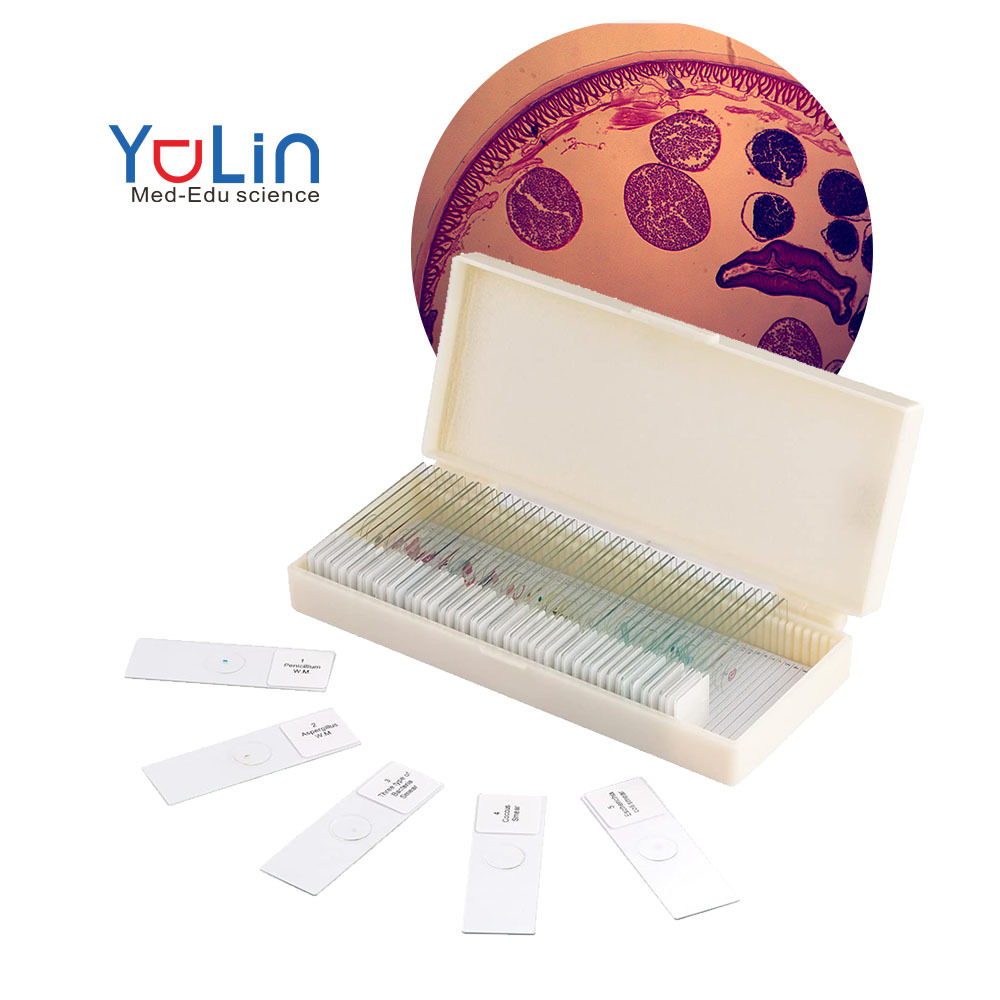 Laboratory Equipment for Schools Factory Prepared Microscope Slides Microscope Slides Zoology Prepared Slides Tapeworm 15pcs