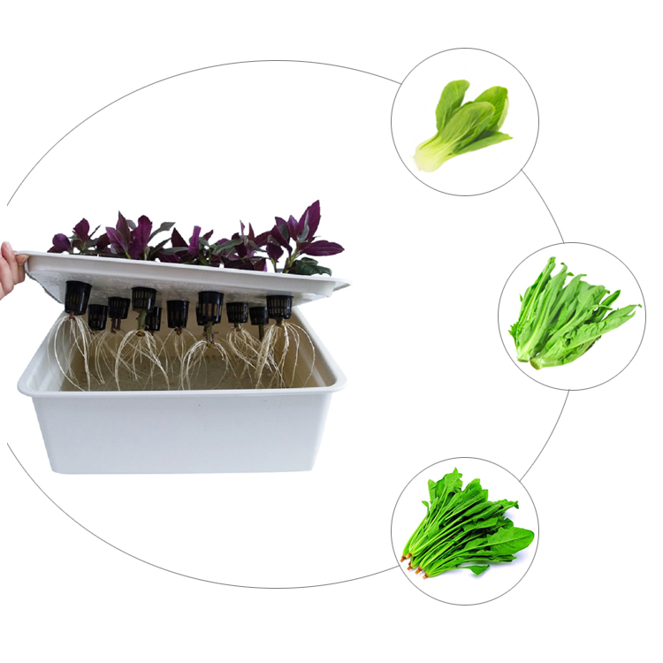 Hydroponic Plant Systems Box 6/11/24 Holes Vegetable Soilless Cultivation Indoor Plant Seedling Growing Kit