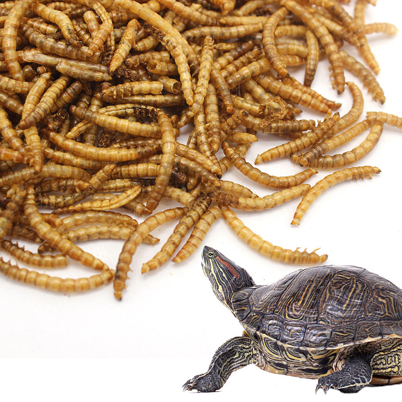 high quality freeze dried mealworm bird food turtle food made in China