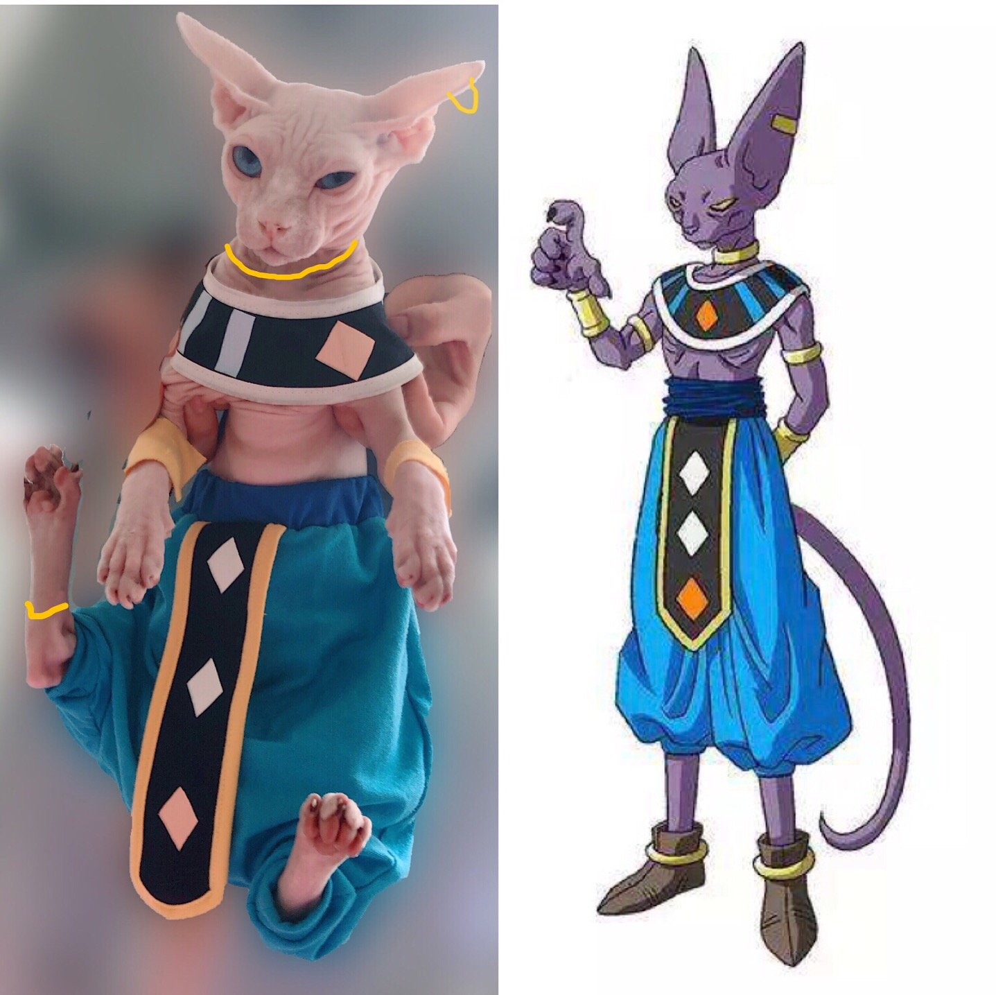 Beerus The God of Destruction of Universe 7 a Cornish Rex Breed Cats Sphinx Costume wear