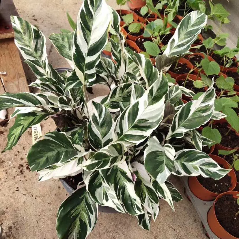 Fusion white plants calathea on sale