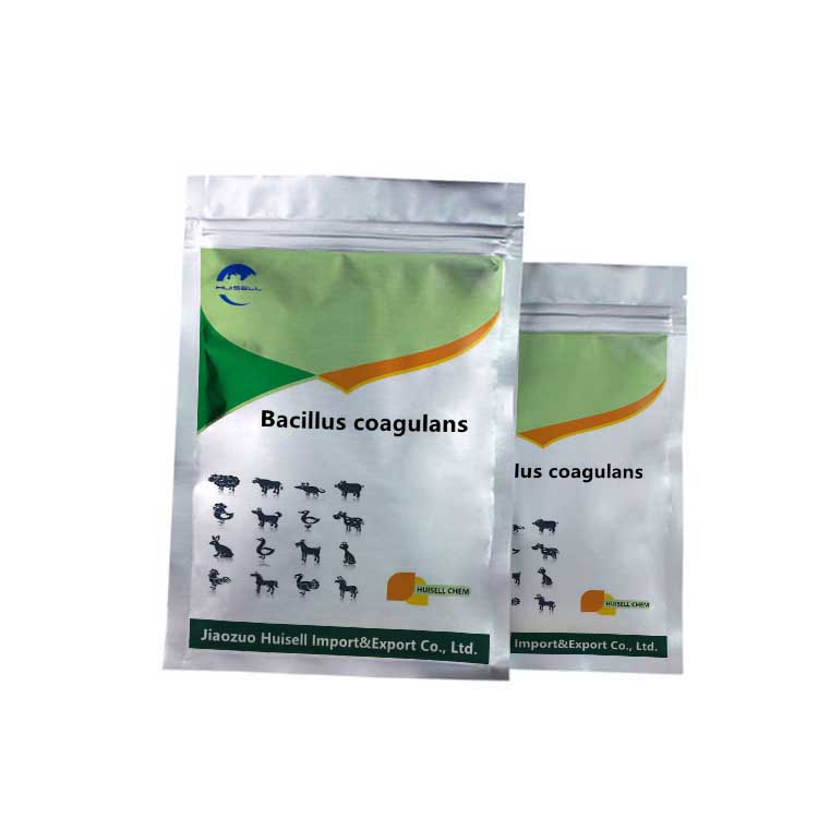 Bacillus Coagulans Probiotic Bacillus Coagulans Powder