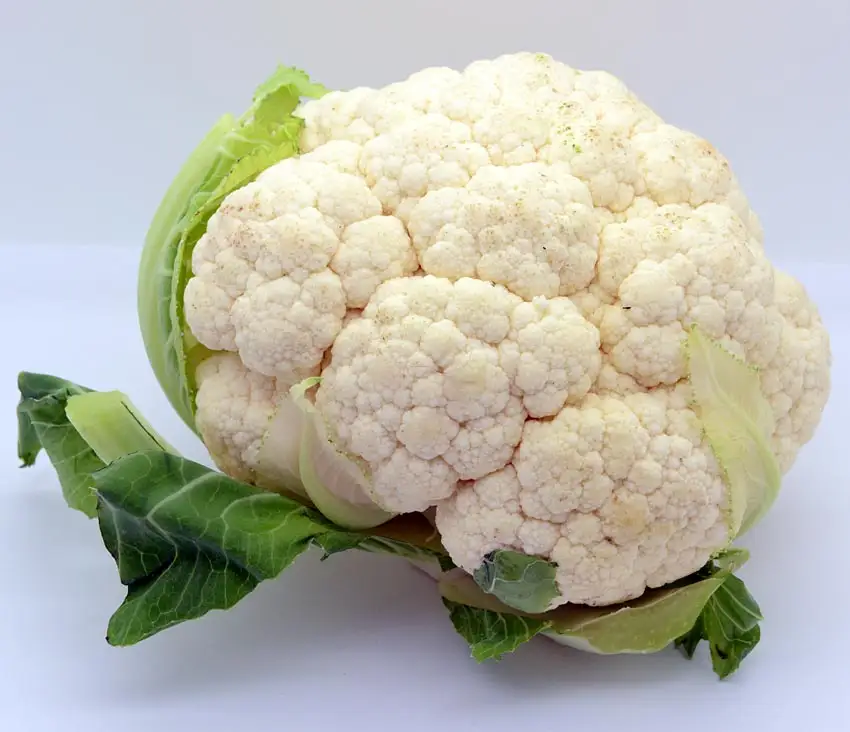 Wholesale price best quality fresh vegetable cauliflower