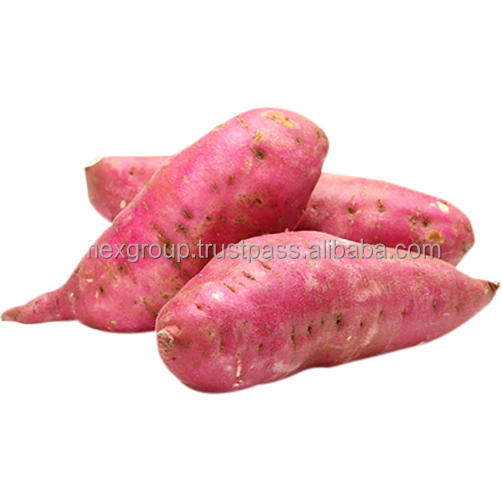 Wholesale Fresh sweet potato 100% Fresh Purple Sweet Potato Competitive Price Organic Purple Sweet Potato from Viet Nam