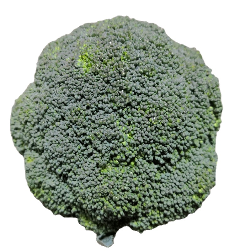 New crop premium selection fresh broccoli from Shandong,green broccoli hot sale