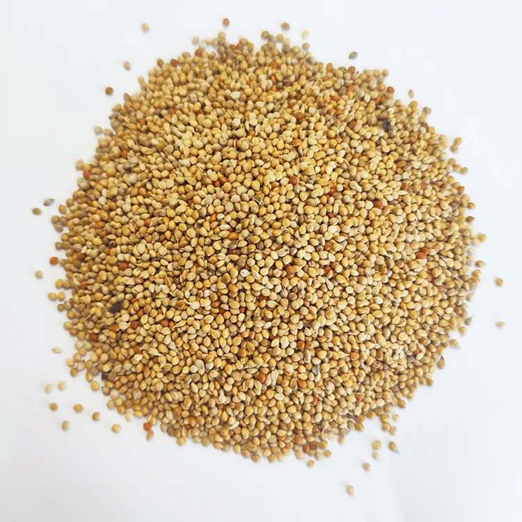 Nature Chinese yellow millet in husk For Bird Feeds