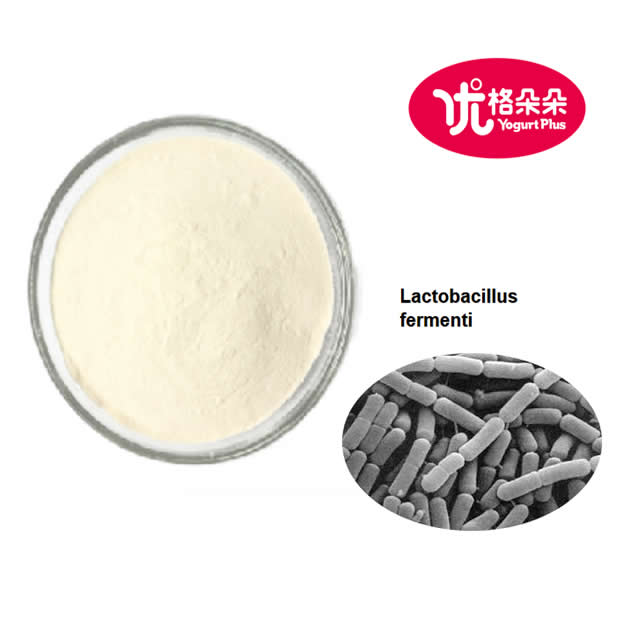 1KG Package 100 billion CFU per gram freeze-dried Lactobacillus fermenti probiotics powder