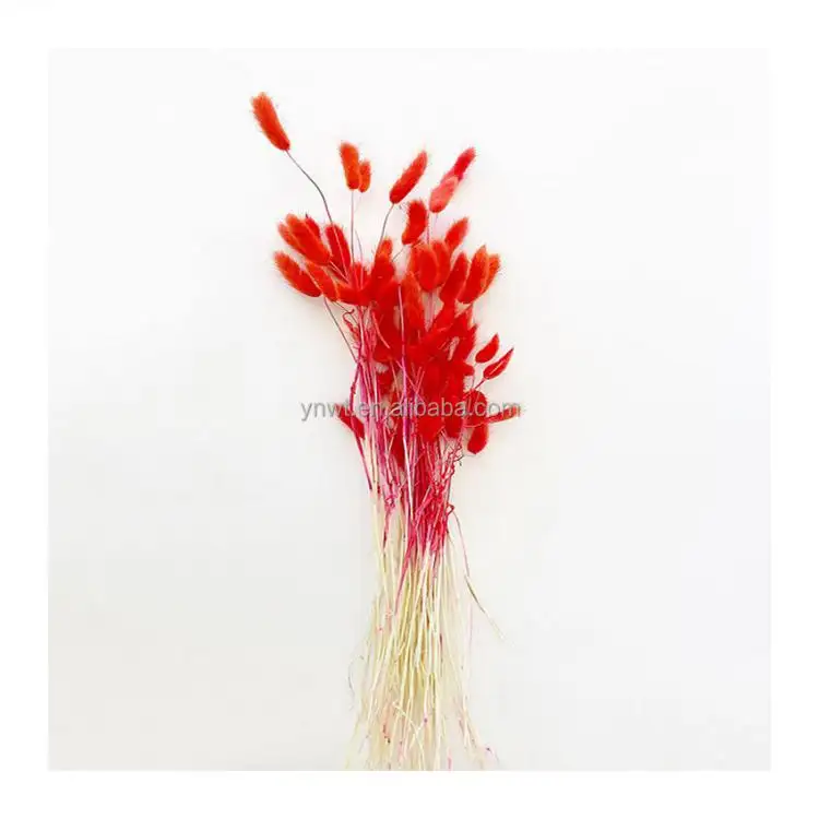 Real natural preserved bunny tails multi color bunny tails dried flowers