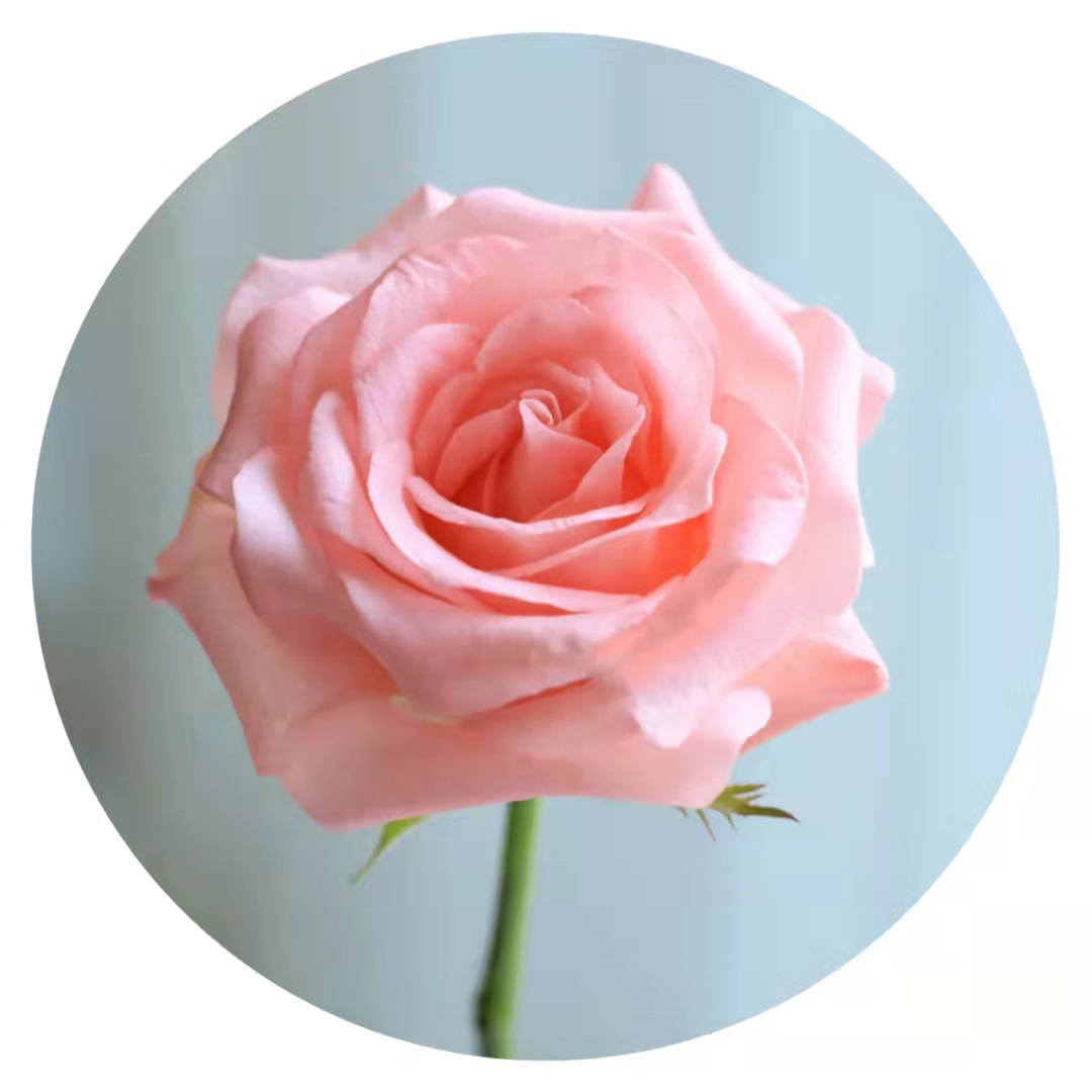 Yuhuiting flower Diana roses