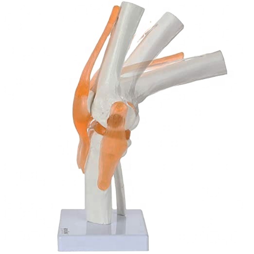Anatomical Knee Joint Model FRT029 Life size Knee Joint Includes Ligament Educational Equipment Medical Science Skeleton Model