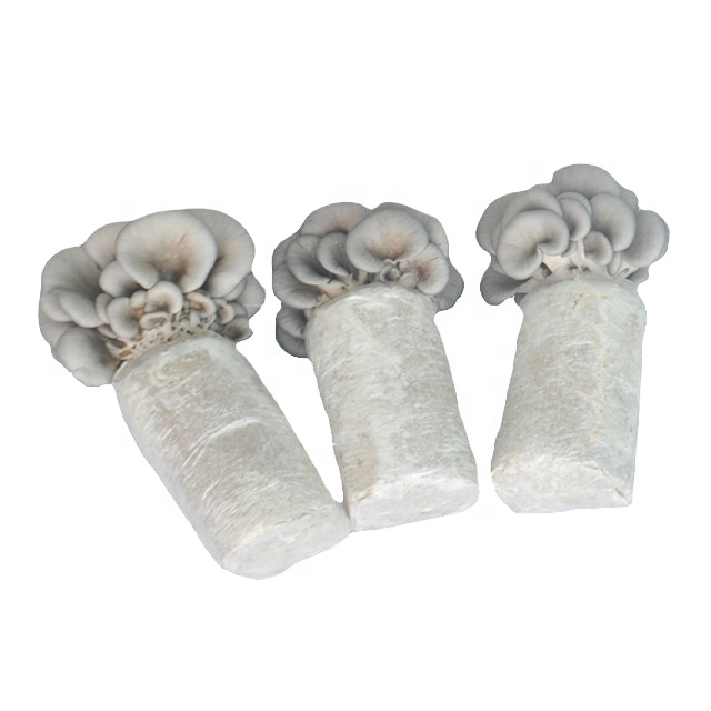 Oyster mushroom spawn for plant fresh mushroom cultivation supplier