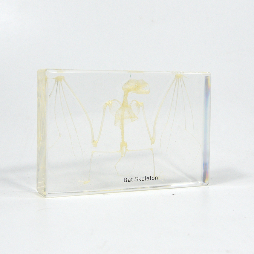 Oddities Animal Bone Acrylic Educational Equipment Bat Skeleton Model Specimen for Teaching