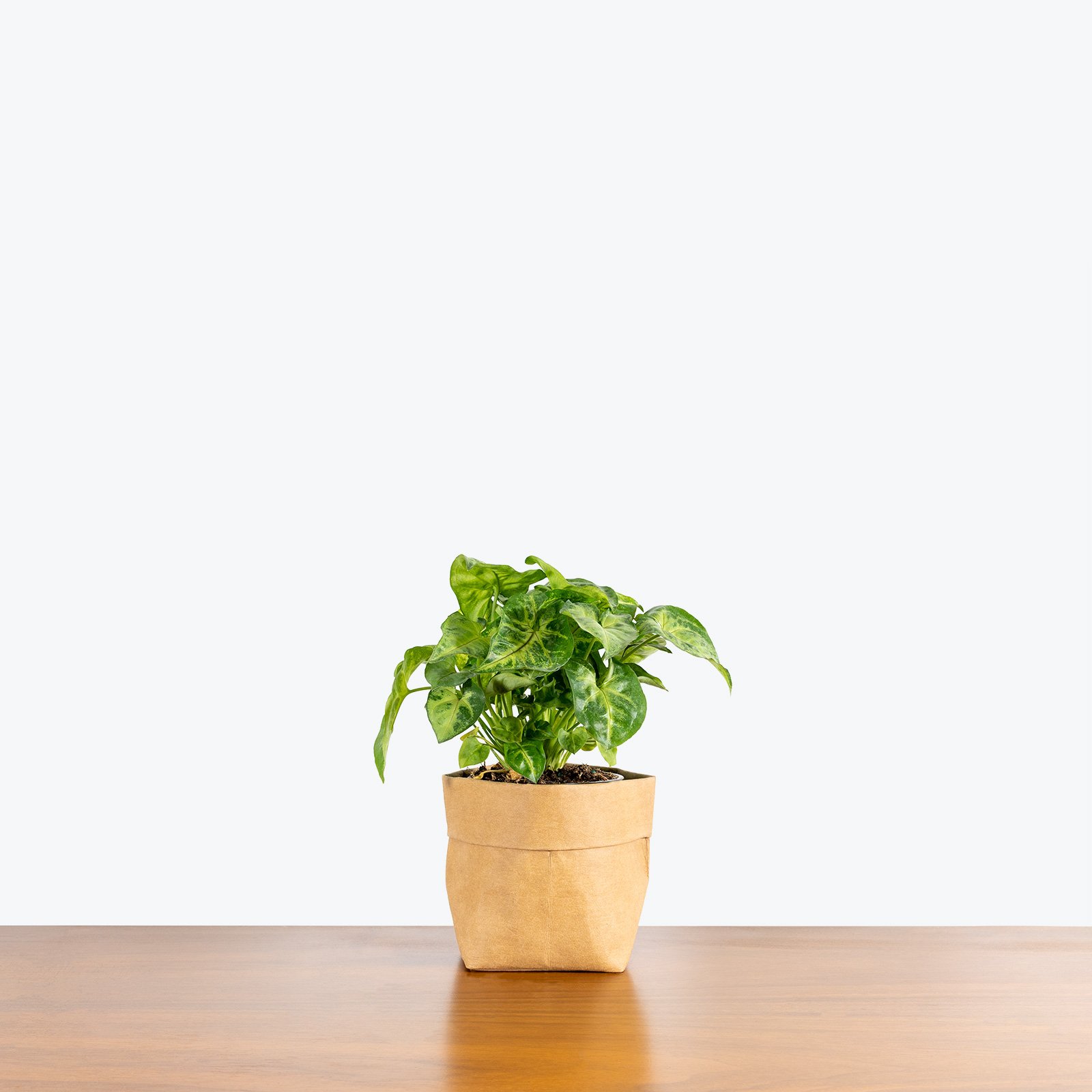 Plant nursery price vine Syngonium Pixie or Arrowhead Pixie natural foliage plants for home decoration