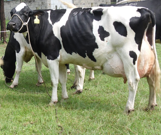 Высокое качество при продаже крупного рогатого скота Hereford, holstein,angus,hereford, brangus