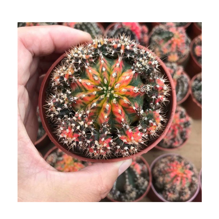 Низкая цена, натуральная красота, настоящие растения, кактус gymnocalydium mihanovichii variegata для продажи