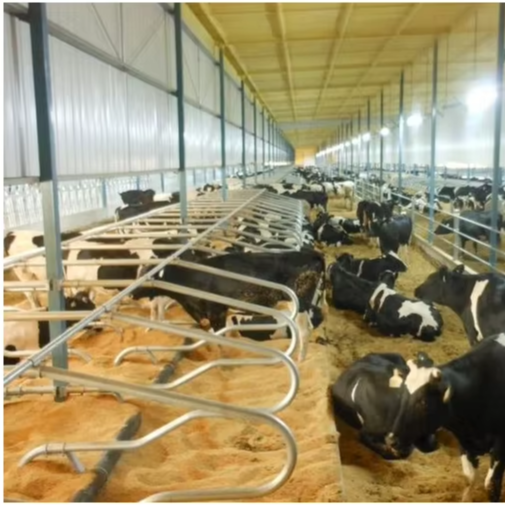 New design cattle coew farm equipment cow laying bed free stalls dairy barns with high quality