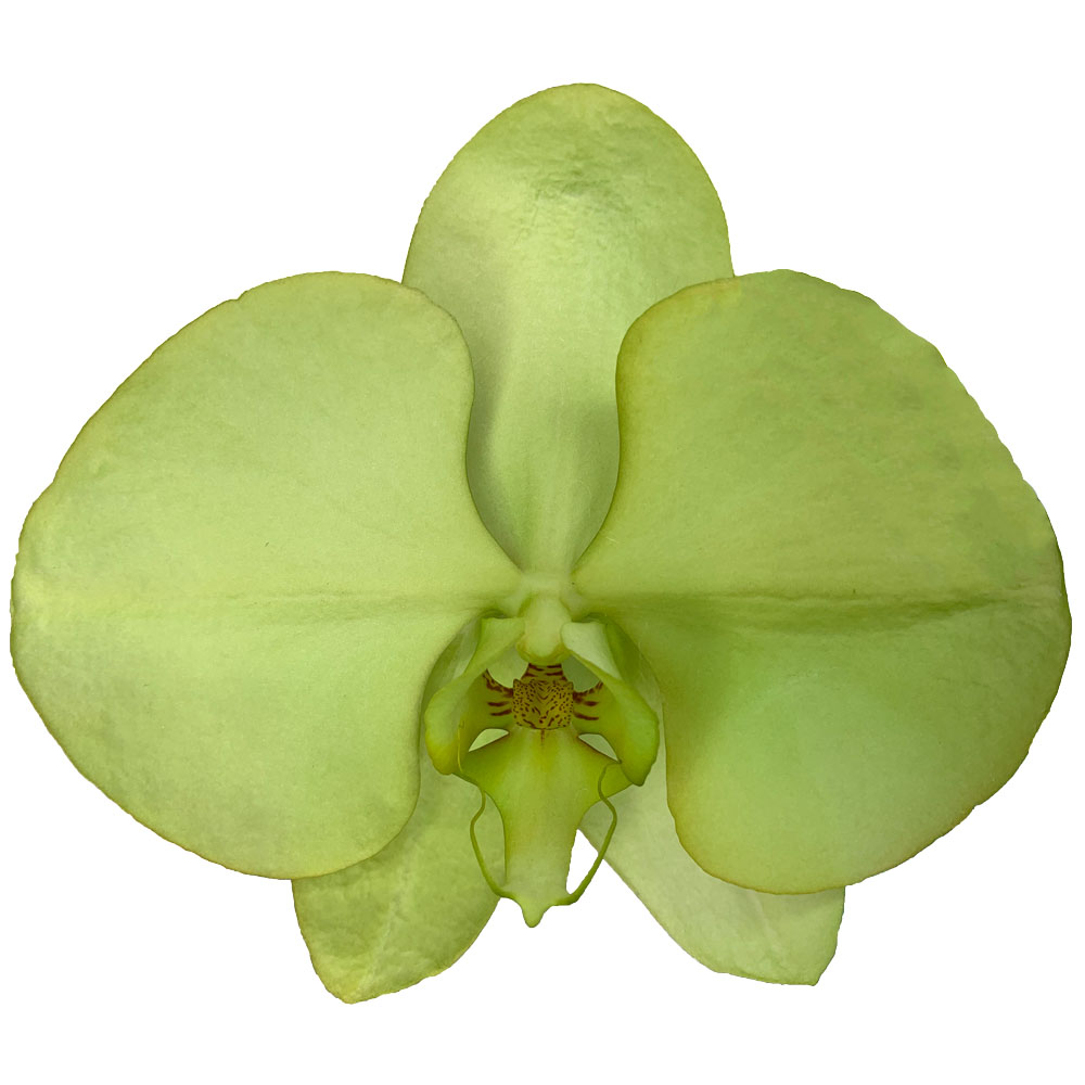 Manufacturers Supply Bulk Butterfly Wishing Green Orchids Fresh Cut Flowers