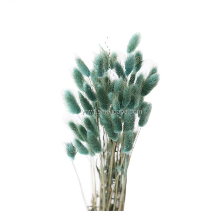 Good- Looking Multicolor Natural Preserved Dried Lagurus Ovatus Bunny Tails Flower