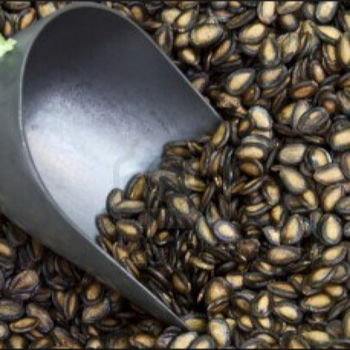 Black and white Watermelon Seeds