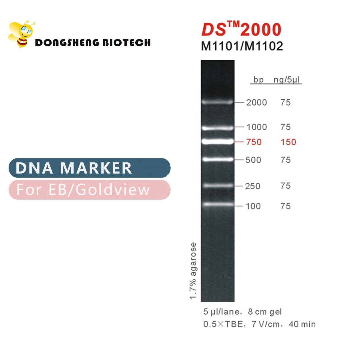 DS2000 DNA Marker, 2000bp, 2kb, OEM