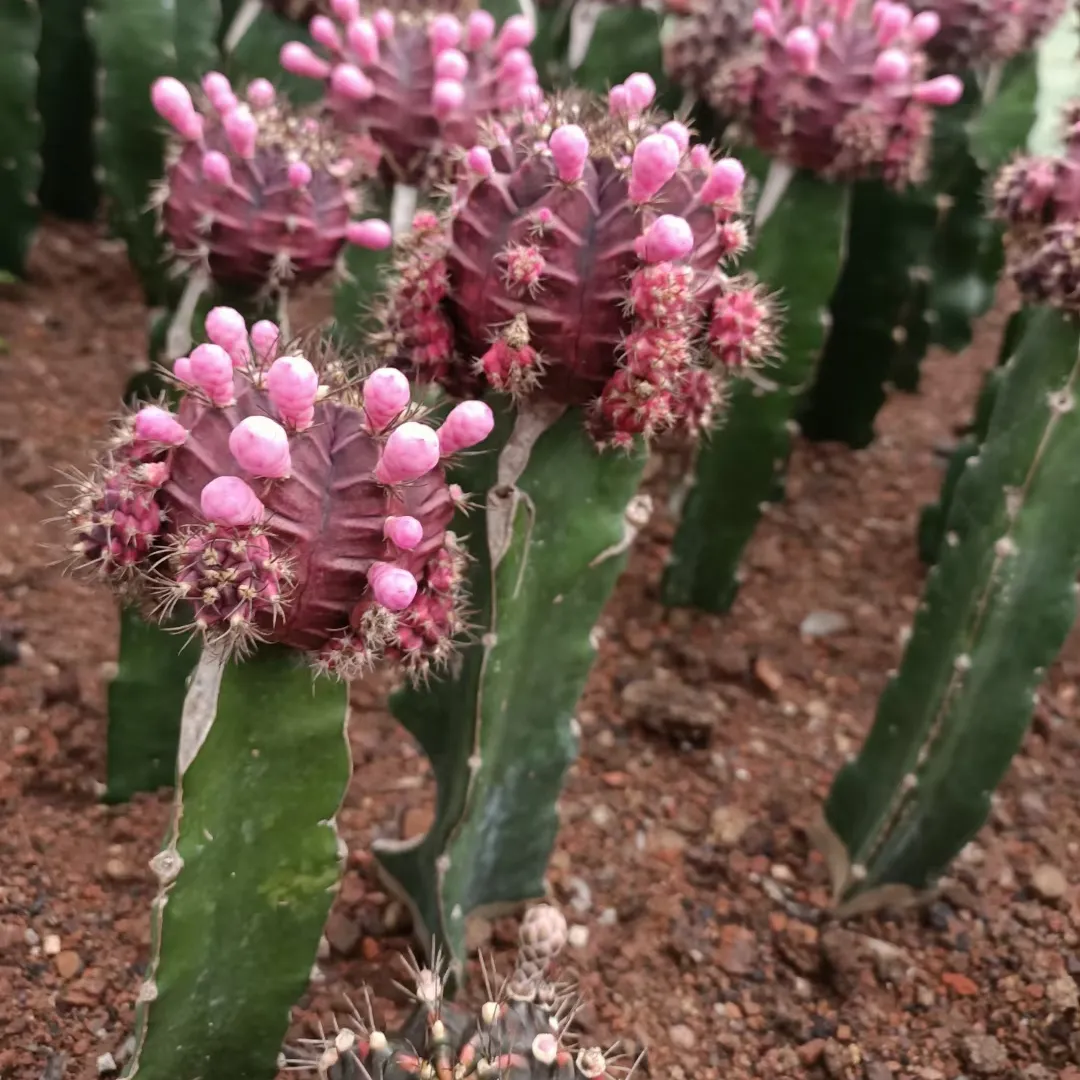 Gymnocalyium Wholesale colorful grafted live cactus indoor outdoor succulent nursery cactus