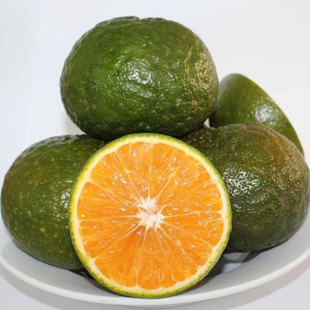 Orange Size 8 - 13 cm in diameter Vietnam Cam Sanh Yellow Sour Sweet Customized Style Storage Cool
