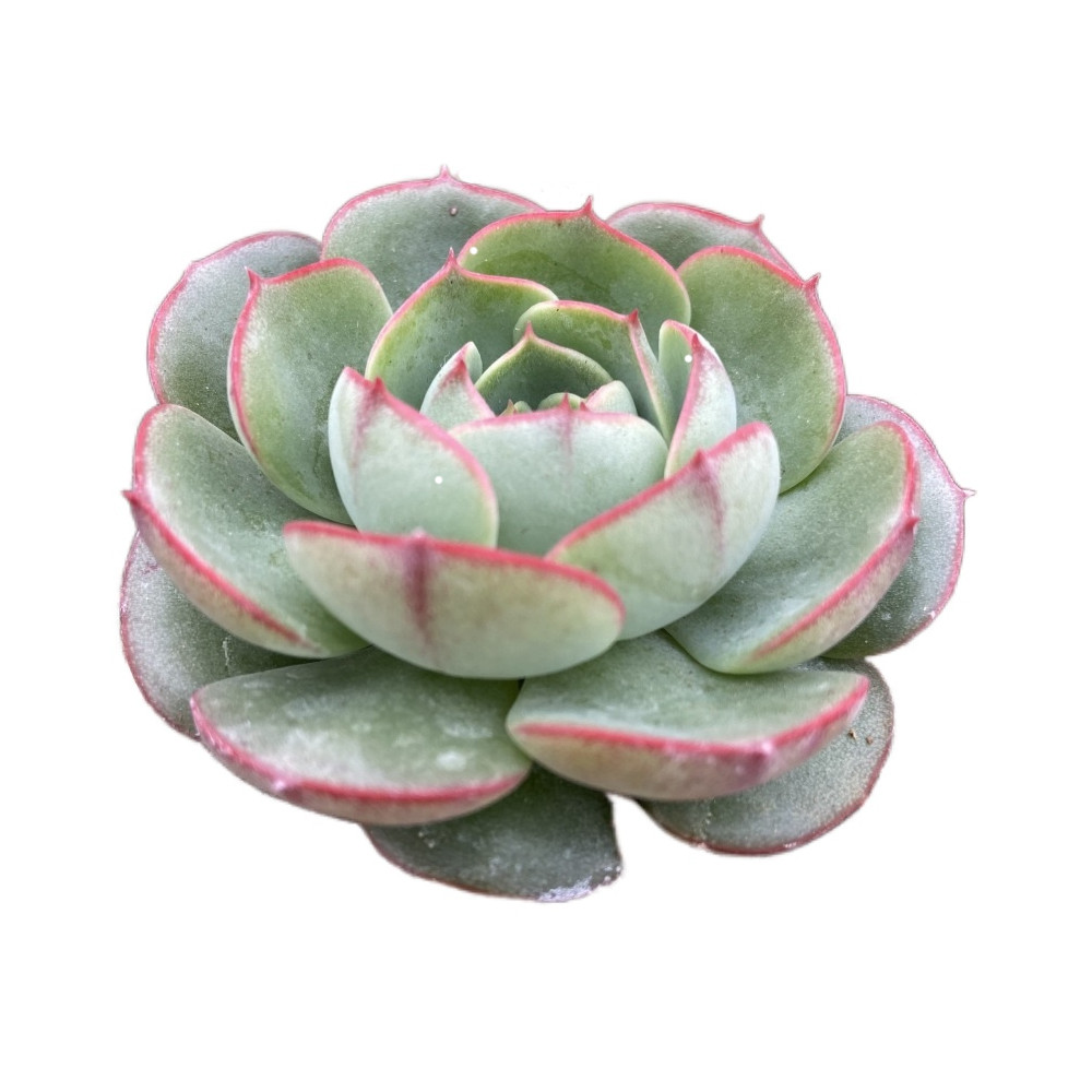 Китайская поставка, About7cm красные живые растения, суккуленты оптом, декоративные растения бонсай