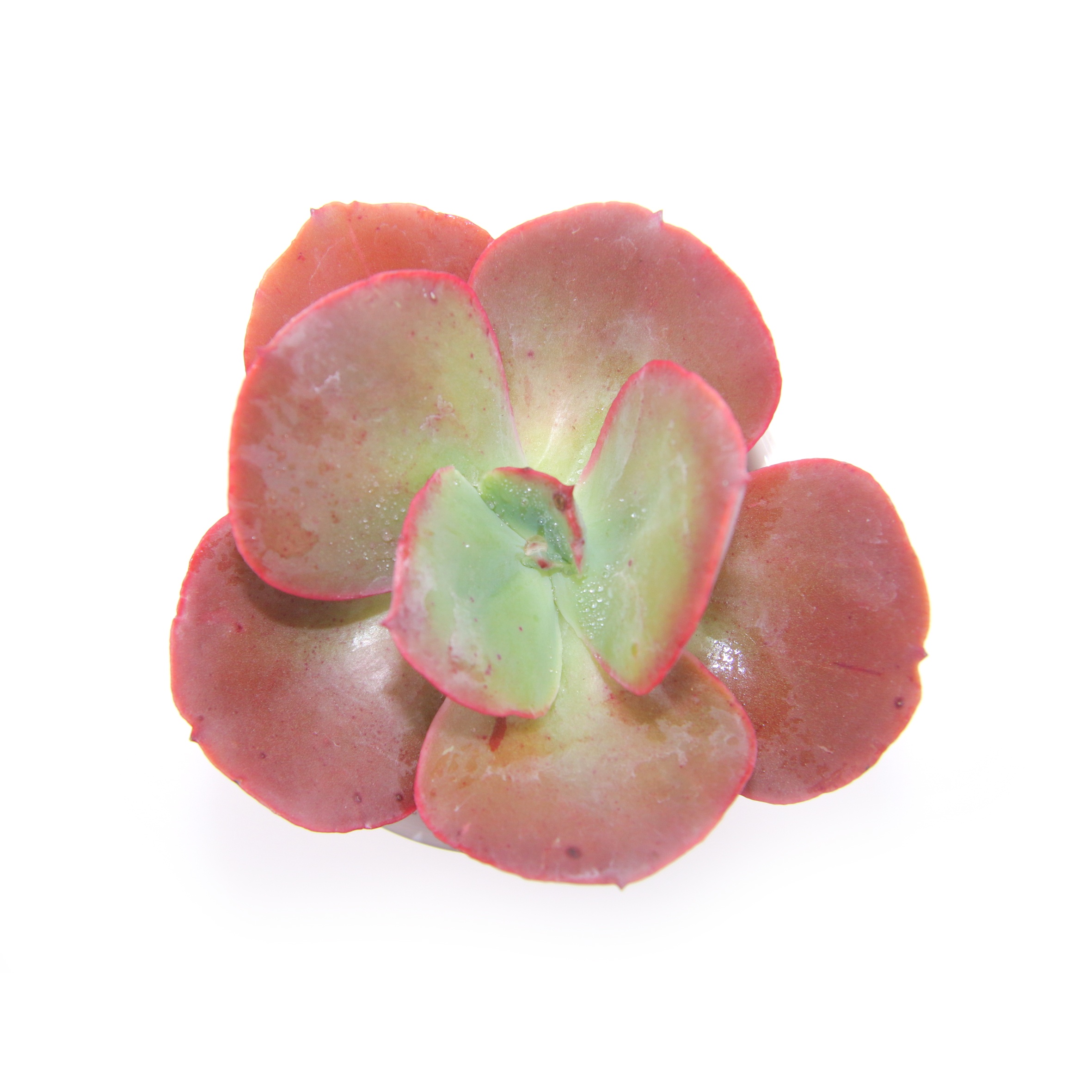 Прямая продажа с завода, красное растение-суккулент Echeveria Suyon для праздничного подарка