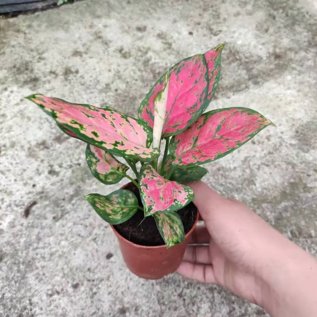 Оптовая продажа, китайское вечнозеленое растение, Тайланд, красный Aglaonema, бонсай