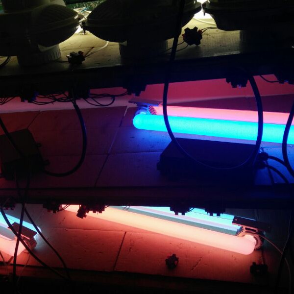 Red bulb blue bulb 40W-500W induction grow light for ca plant growth from seedling to fruit