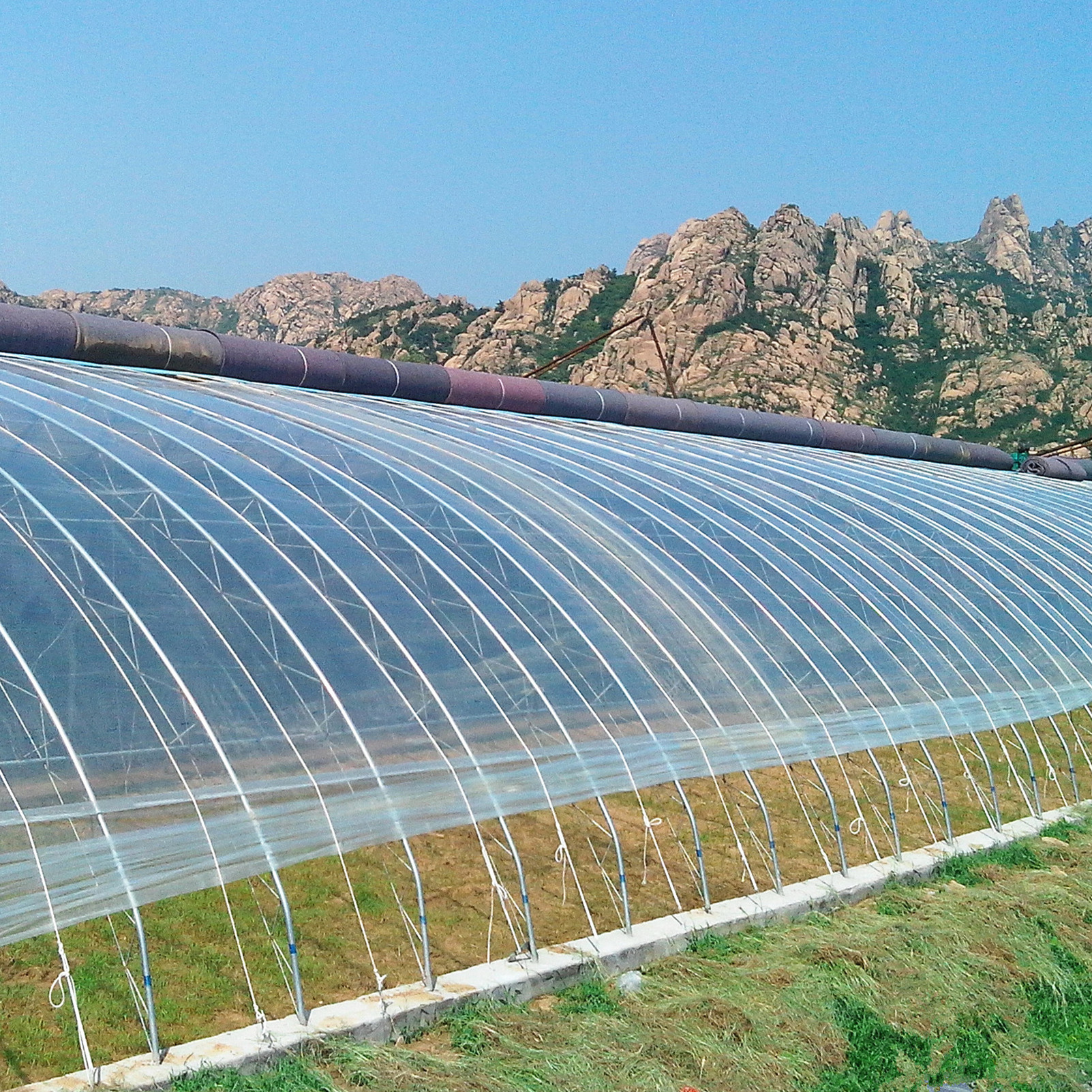 Economic Sunlight Tomato Greenhouse With Complete System Film Green House