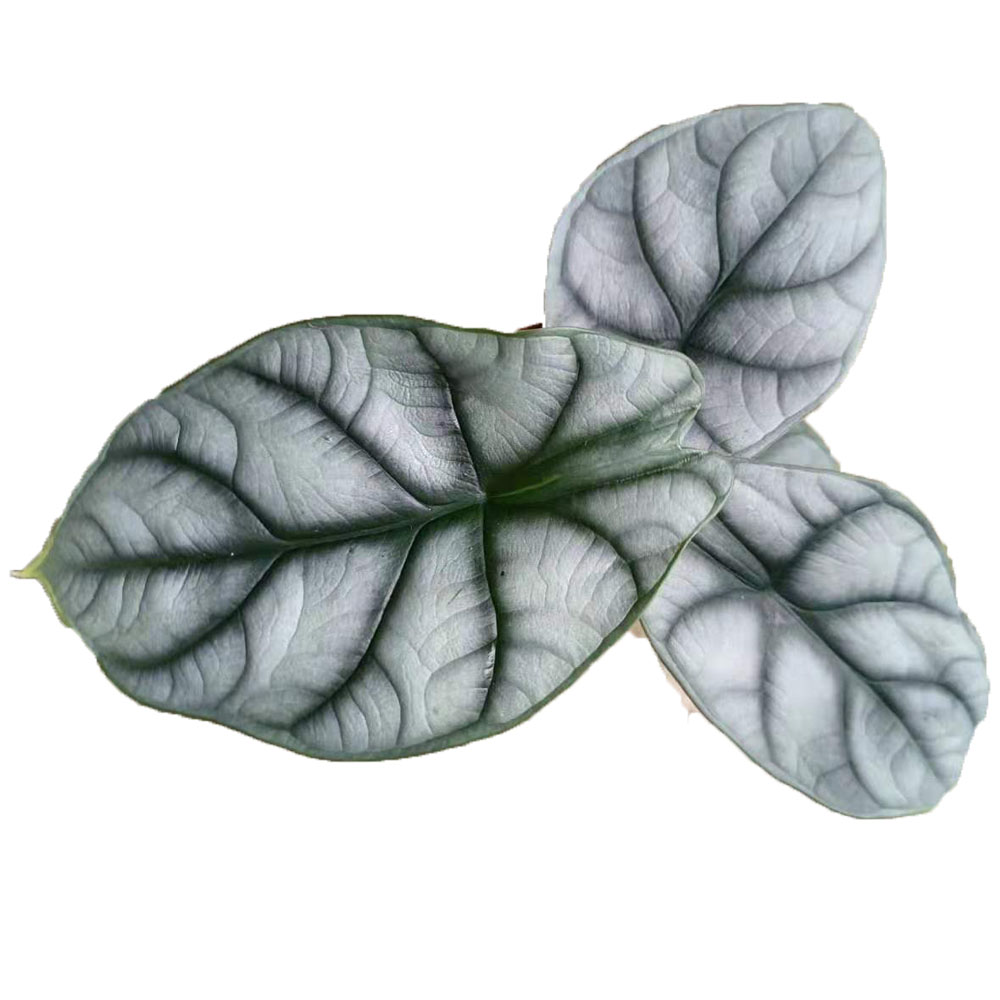 Alocasia Hana Белый носорог araceae широкие листья