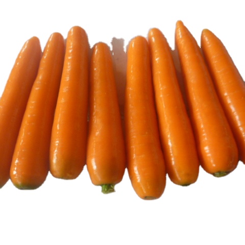 2023 crop fresh carrot chinese cheap price carrot for sale