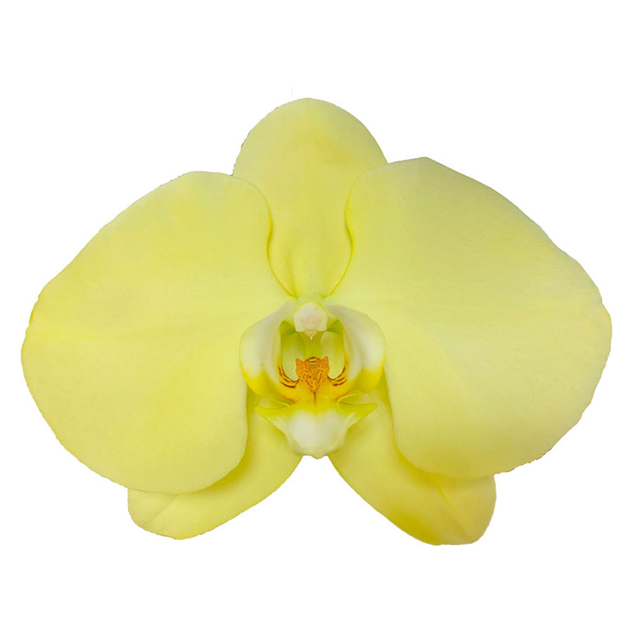 2021 High Quality Phalaenopsis Plant Glory Yellow Orchids Fresh Cut Flowers
