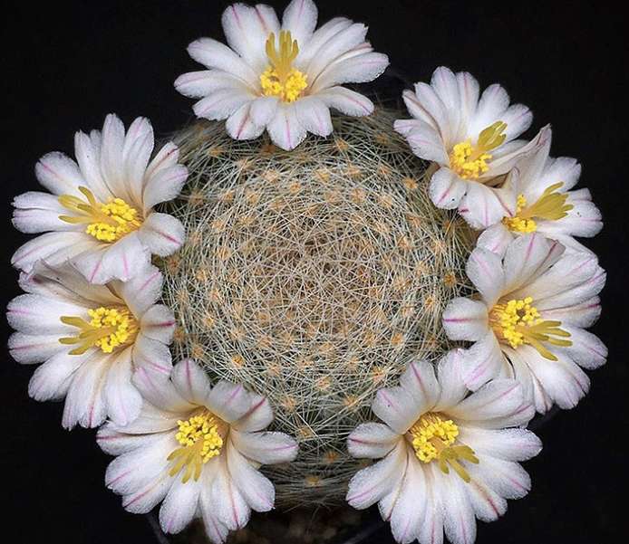 Мини-кактус Mammillaria lenta для украшения дома и офиса из натуральных растений