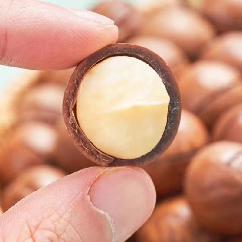 Salty Flavor Roasted Macadamia Nuts with Shell 24-26mm for sale