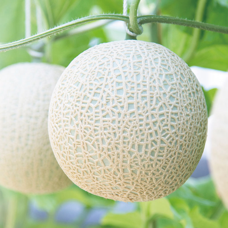 Musk Melon Flavor Fresh Japanese Melons Sale On Exporter Buy Food Vegetable Product Gift Box Included Fruit Fresh Gift