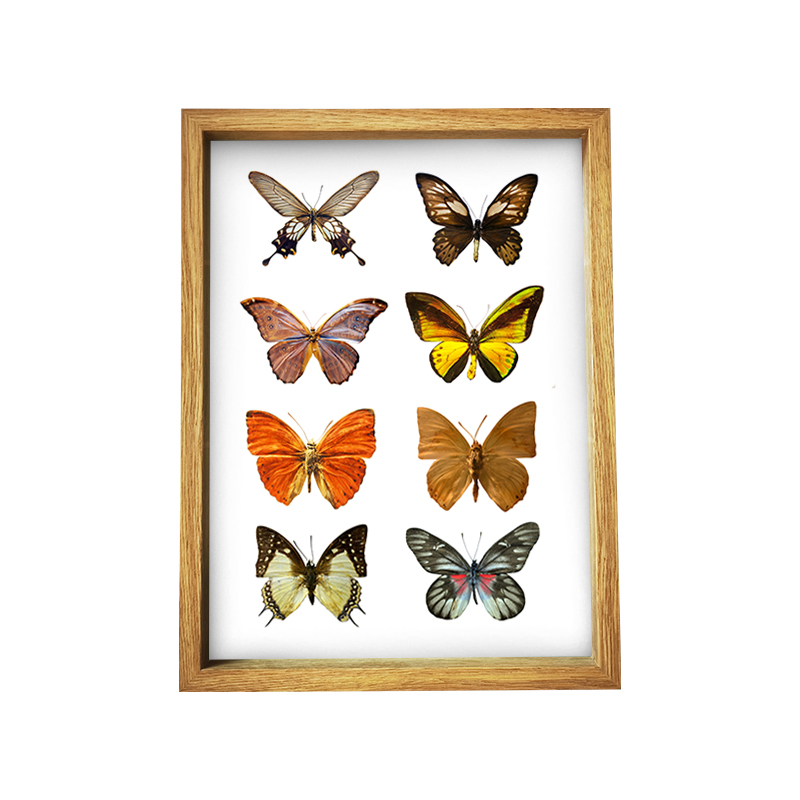 High Quality Shadow Box Frames Wholesale 12x12 Wall Hanging 3D Shadow Box Frames Specimen Butterfly Shadow Box Display Case