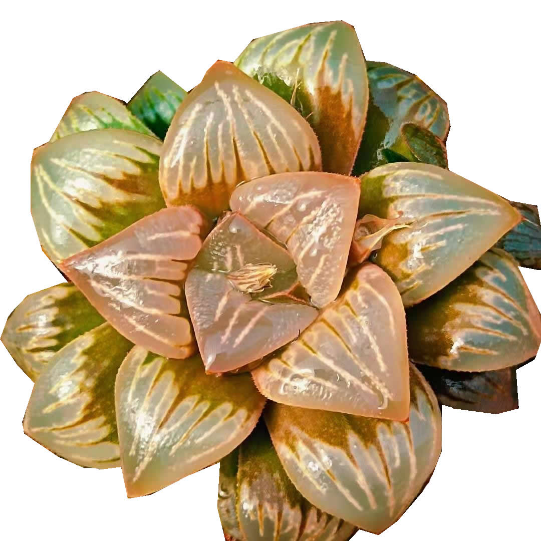 Натуральные Редкие горячие продажи мини-суккуленты Haworthia mutica белая вдова