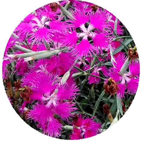 New arrival perennial Dianthus chinensis/Dianthus plumarius seeds ornamental flower seeds for growing