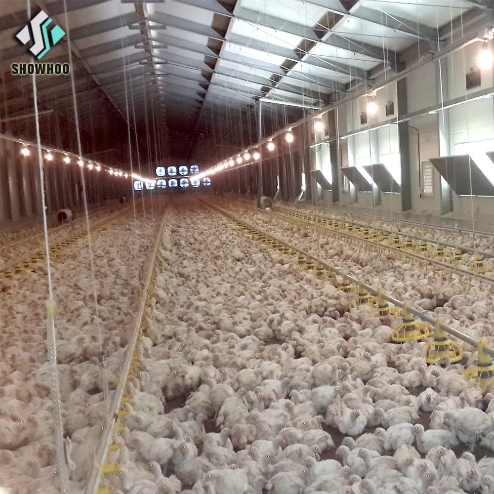 Low cost customized commercial steel structure broiler house poultry farm chicken building