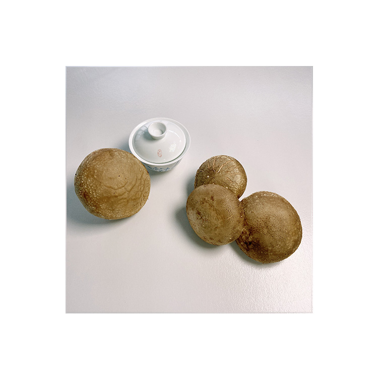 Factory Sale Various Light Tawny Fresh Organic Shiitake Mushrooms Benefits