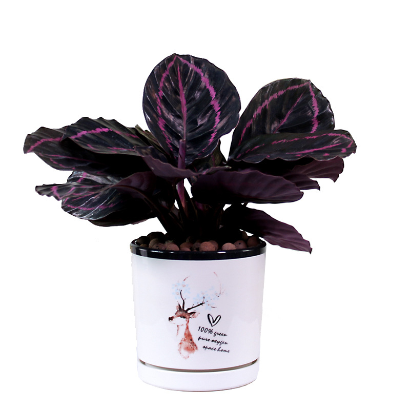 Оптовая продажа, калатейские растения Aglaonema, живые растения в помещении, бонсай, калатея, Dottie