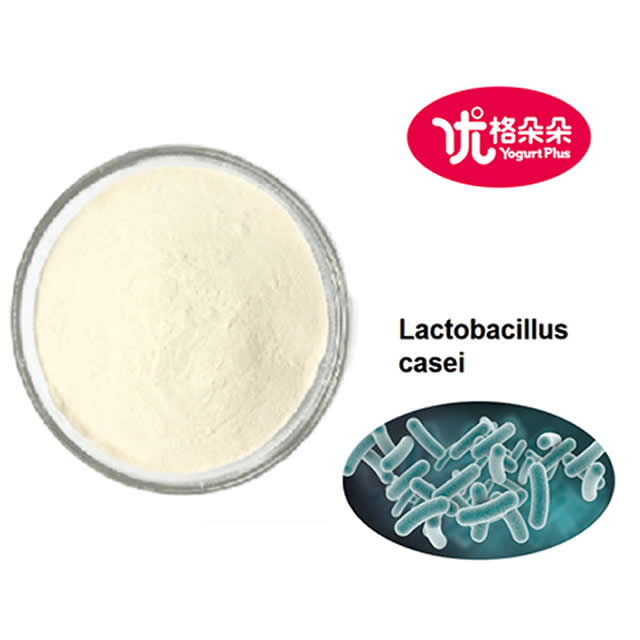 Freeze-dried Lactobacillus casei 100 Billion CFU/g