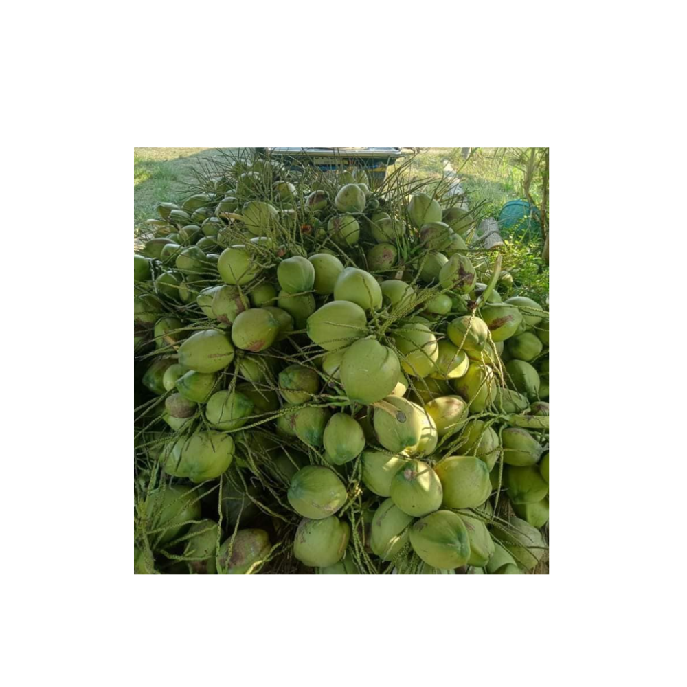 Молодой кокосовый тропический фрукт, оптовая продажа, первоклассная продукция, качественный напиток из Таиланда