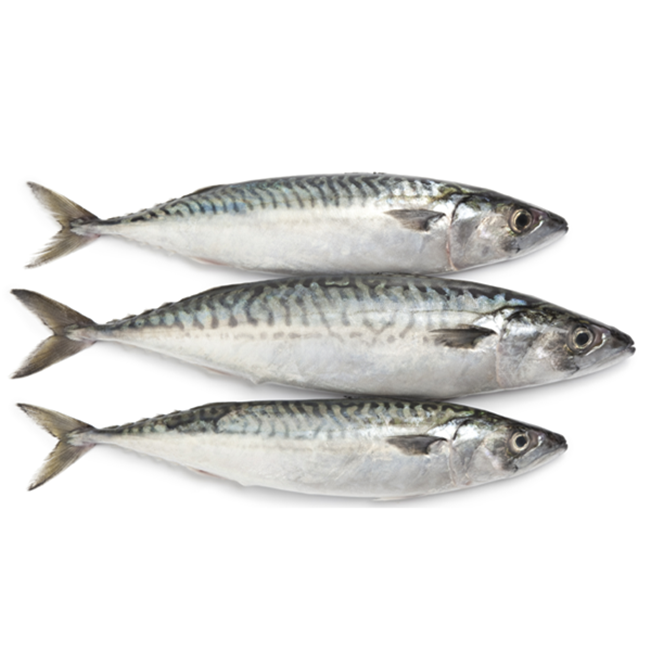 Замороженные морепродукты Тихоокеанская лошадь макерская рыба во Вьетнаме