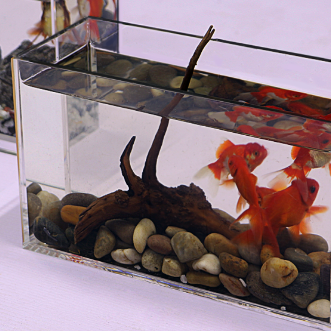 Acrylic Fish Tank Cylinder Rectangle Customized Acrylic Aquarium