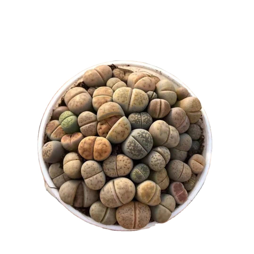 Продажа кастрюли lithops по низкой цене, 6 см