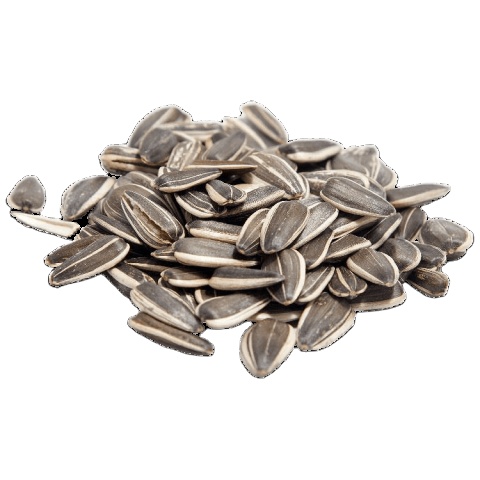 Sunflower Kernels Kazakhstan Wholesale Natural Organic Raw Sunflower Kernels 50 Kg Bag Packaging Sunflower Kernels Snack