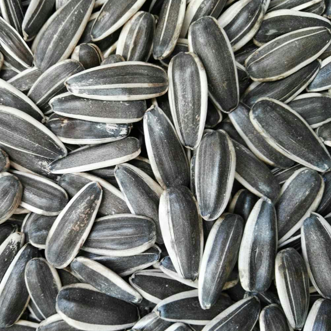 2020 new crop Sunflower seeds top quality